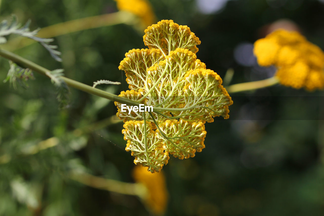 Yarrow into bio garden