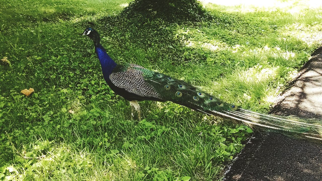 Side-view of peacock