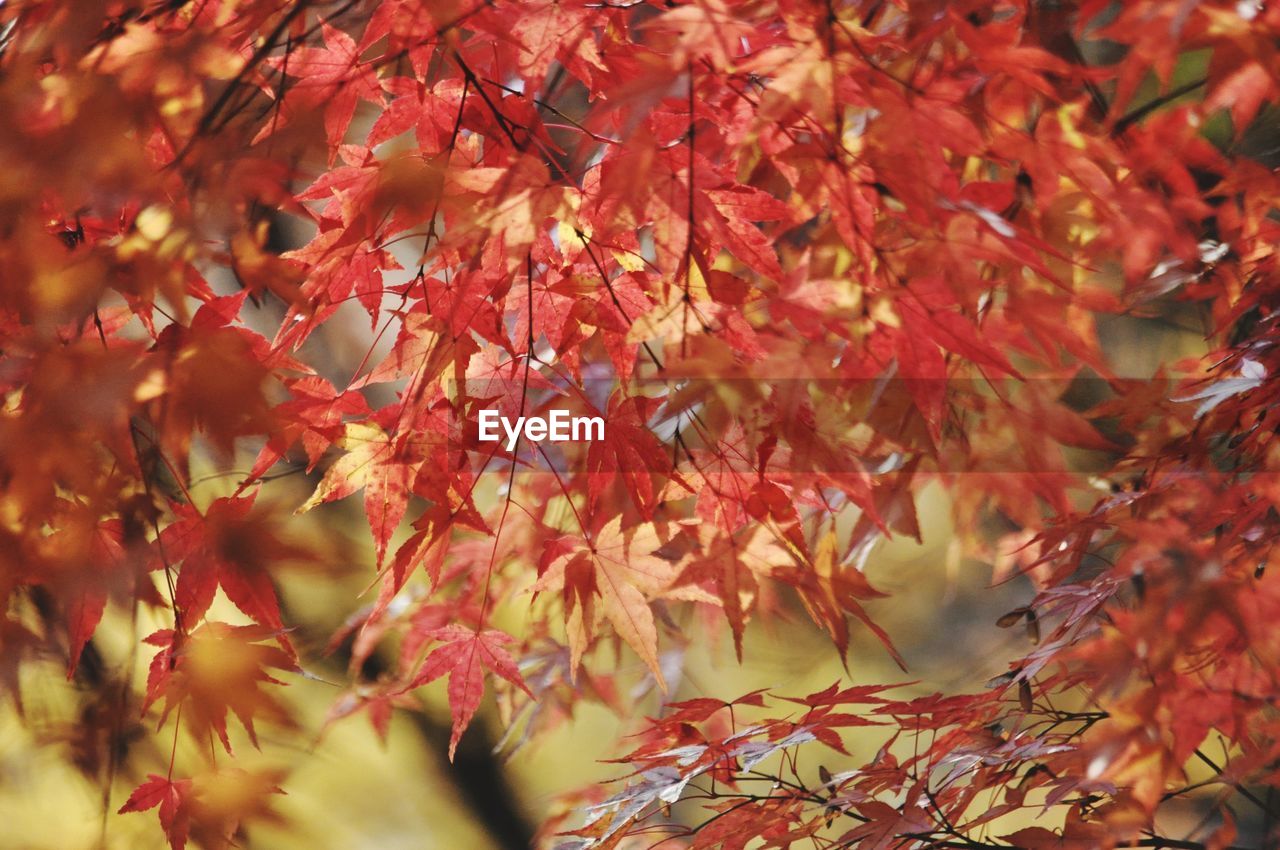 CLOSE-UP OF RED MAPLE LEAVES