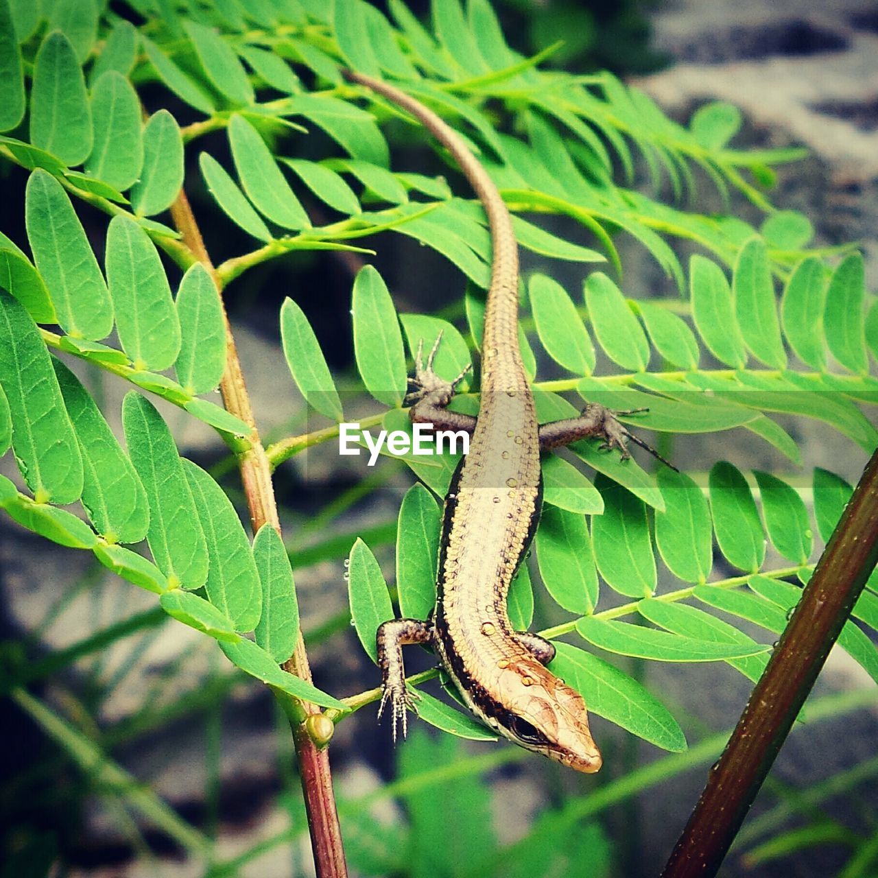 High angle view of lizard on plants