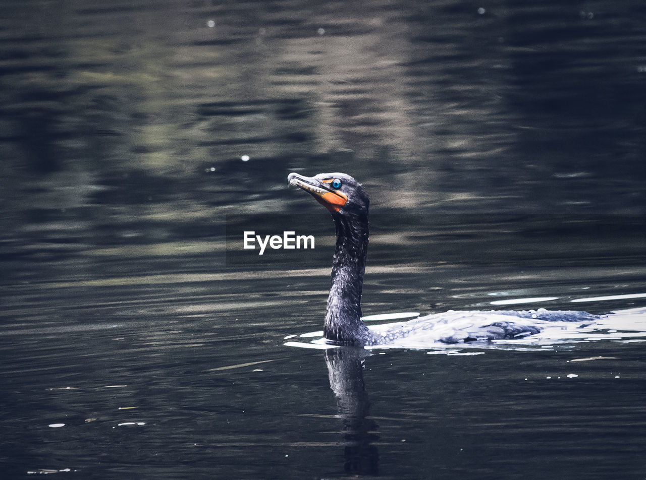 Swan swimming on lake