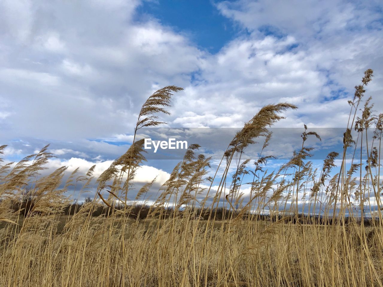 LOW ANGLE VIEW OF STALKS ON FIELD AGAINST SKY