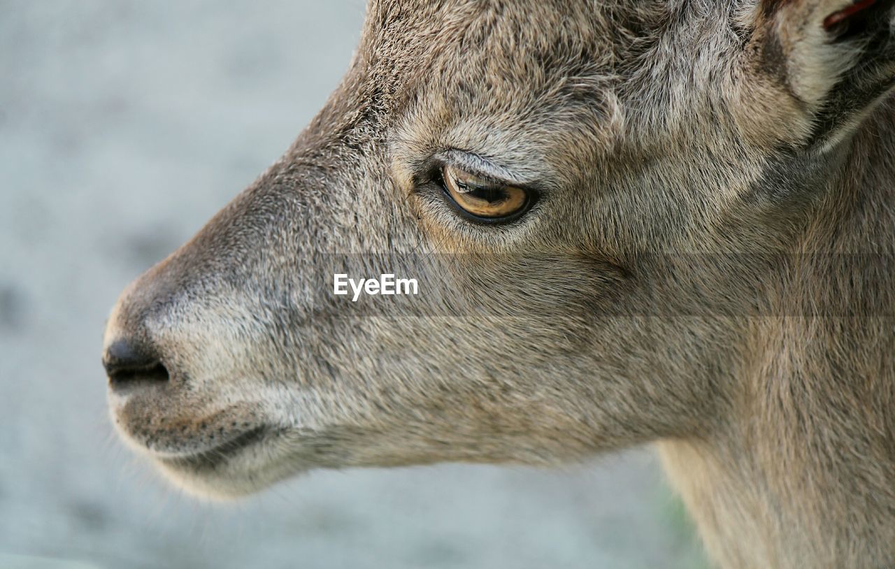 Close-up of animal looking away