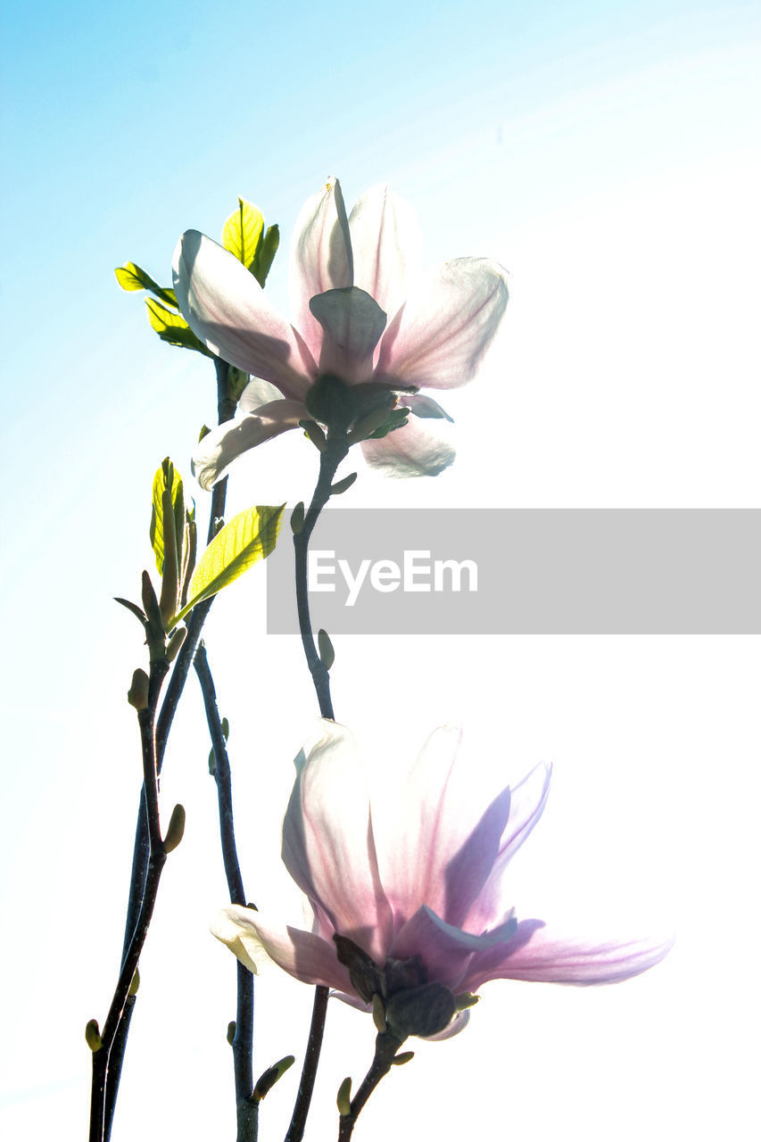 CLOSE-UP OF FLOWER AGAINST WHITE BACKGROUND