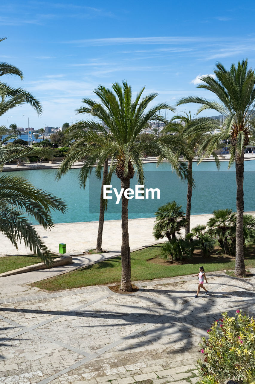 PALM TREES ON SHORE AGAINST SKY