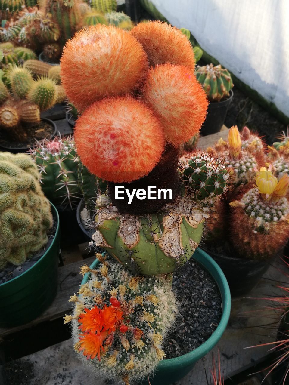HIGH ANGLE VIEW OF FRUITS AND CACTUS GROWING ON PLANT