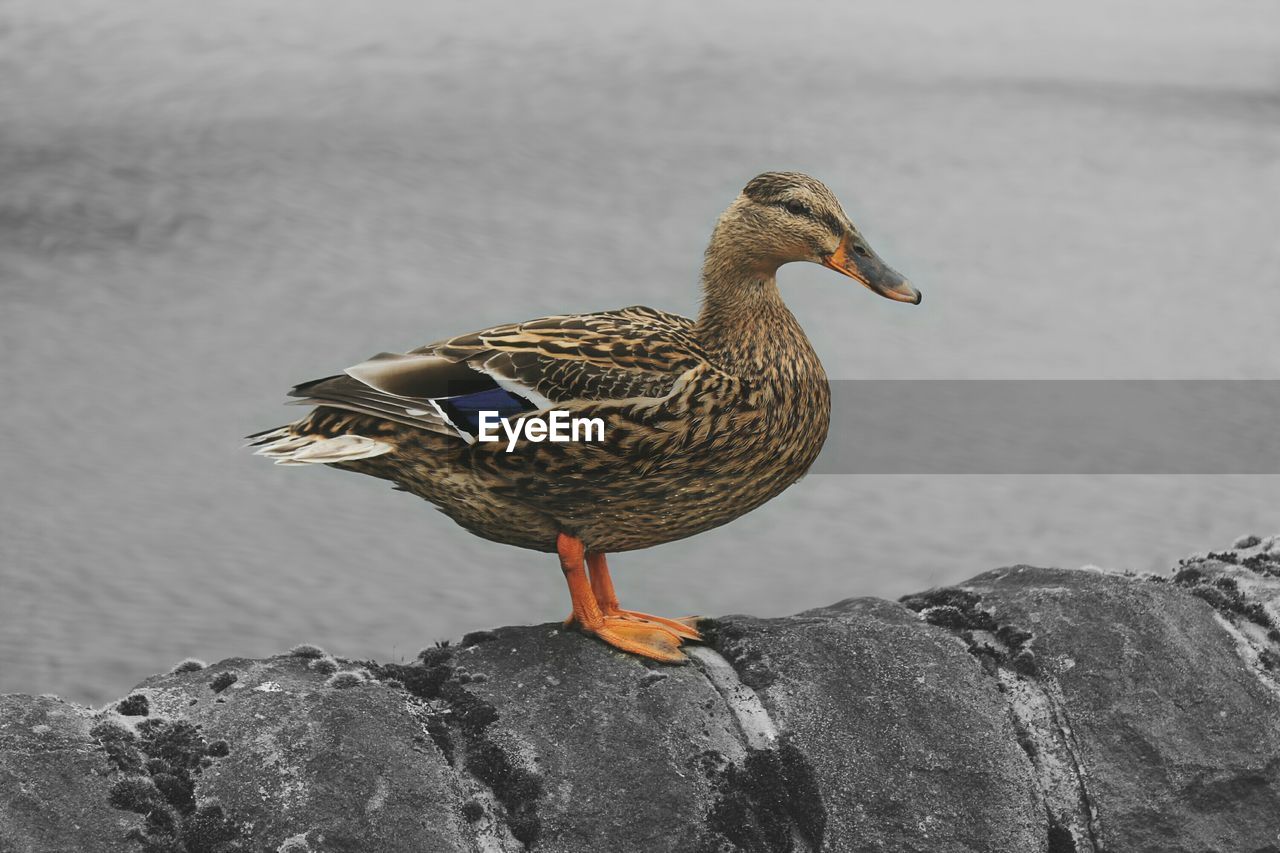 BIRDS ON ROCK