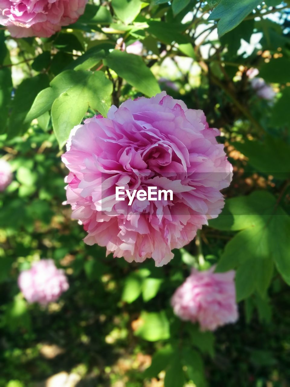 Close-up of pink rose flower