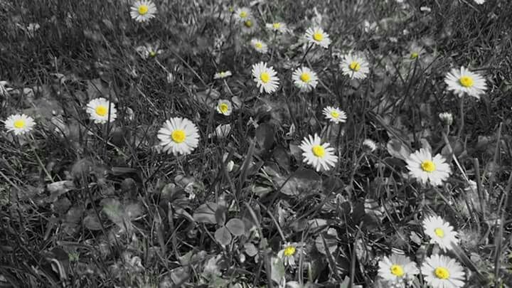 CLOSE-UP OF DAISY FLOWERS IN FIELD