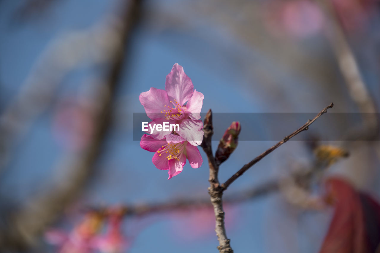 Close-up of pink flowering plant