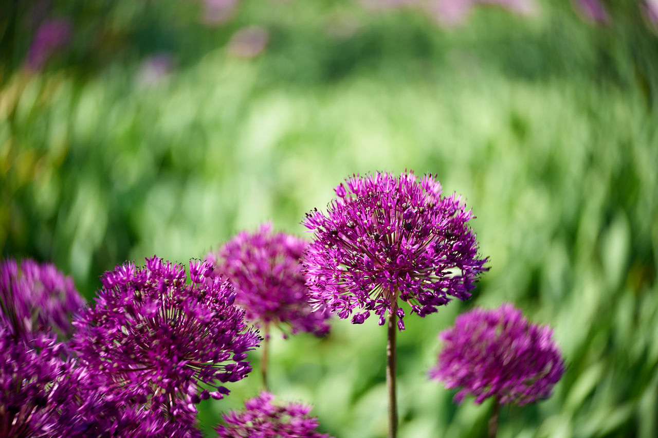 Close-up of pink flowers