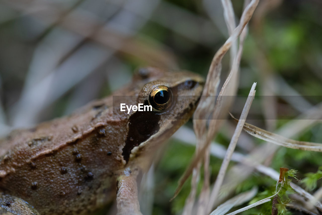 CLOSE-UP OF FROG ON LEAF