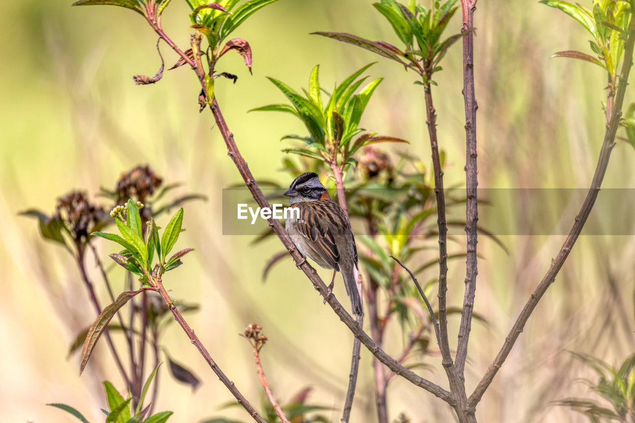 animal, animal themes, animal wildlife, bird, plant, wildlife, flower, nature, tree, one animal, no people, beauty in nature, perching, branch, grass, focus on foreground, outdoors, plant part, leaf, environment, growth, prairie