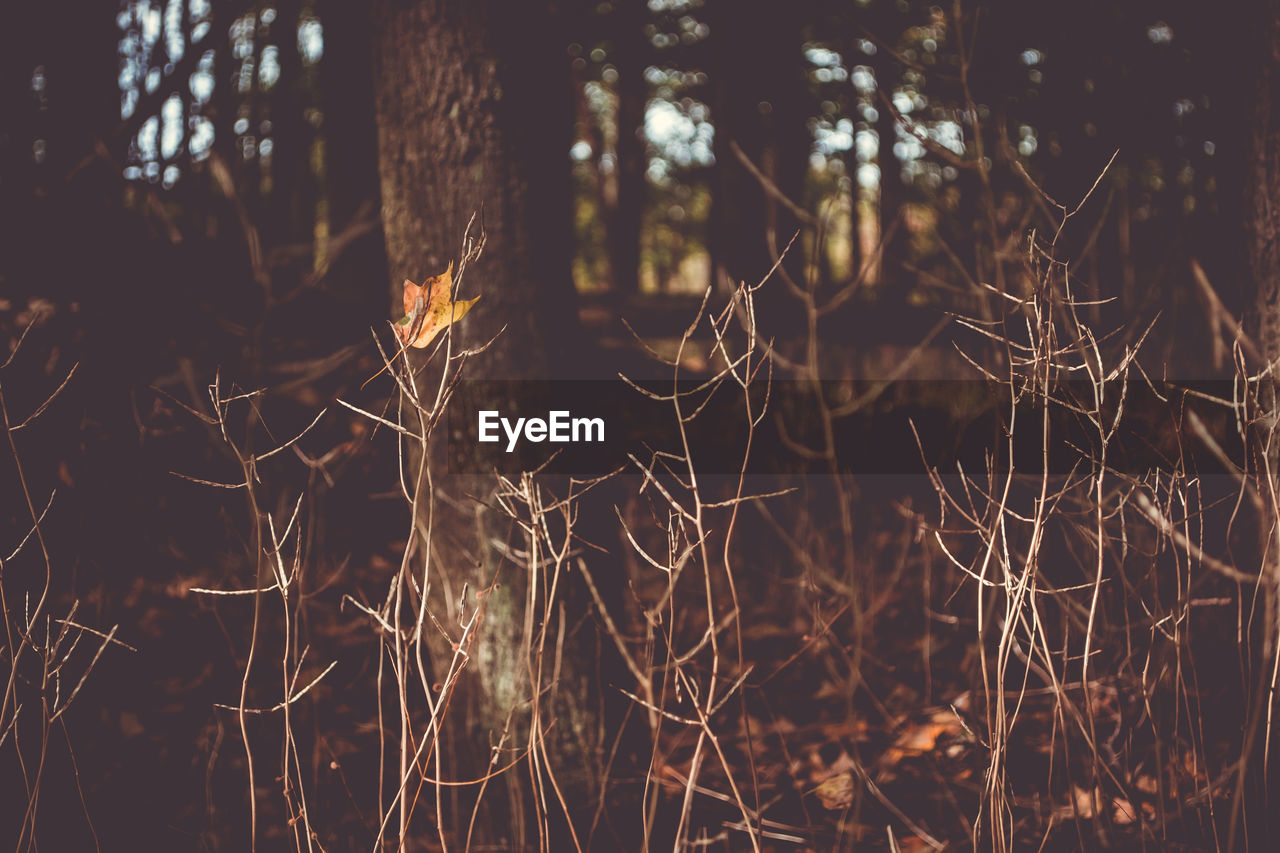 Close-up of spider web on tree in forest