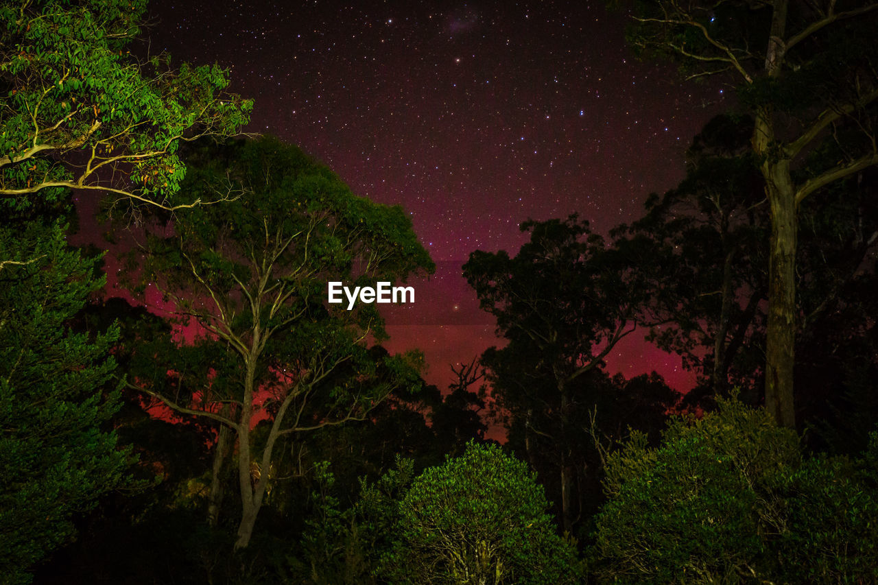 TREES AT NIGHT