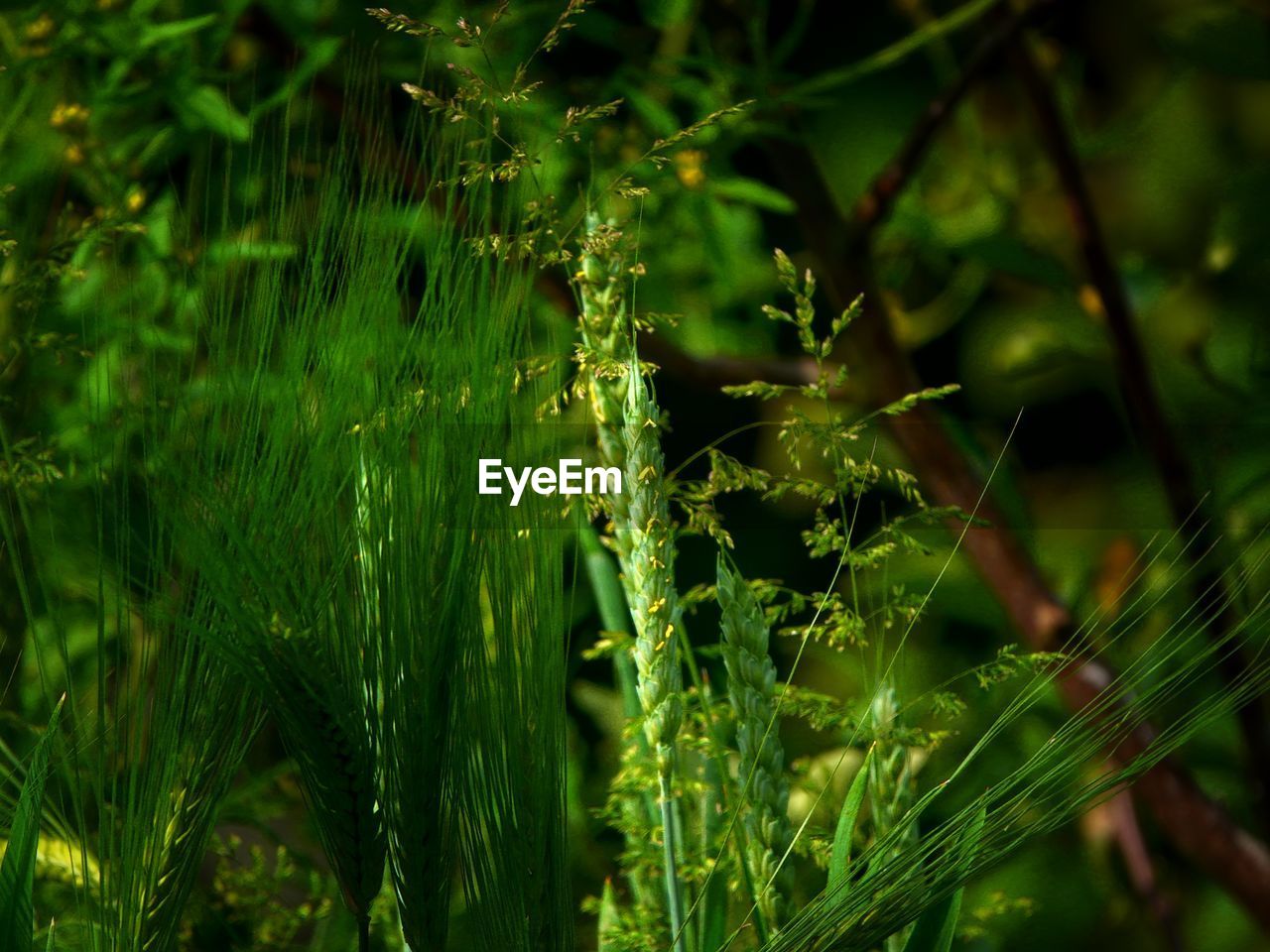 CLOSE-UP OF FRESH GREEN PLANTS IN WATER