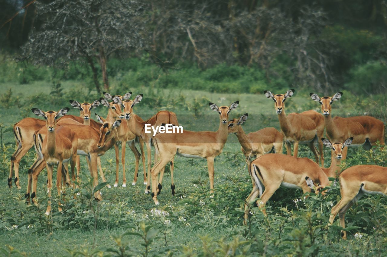 A herd of impala antelopes - aepyceros melampus, in crater lake game sanctuary, naivasha, kenya