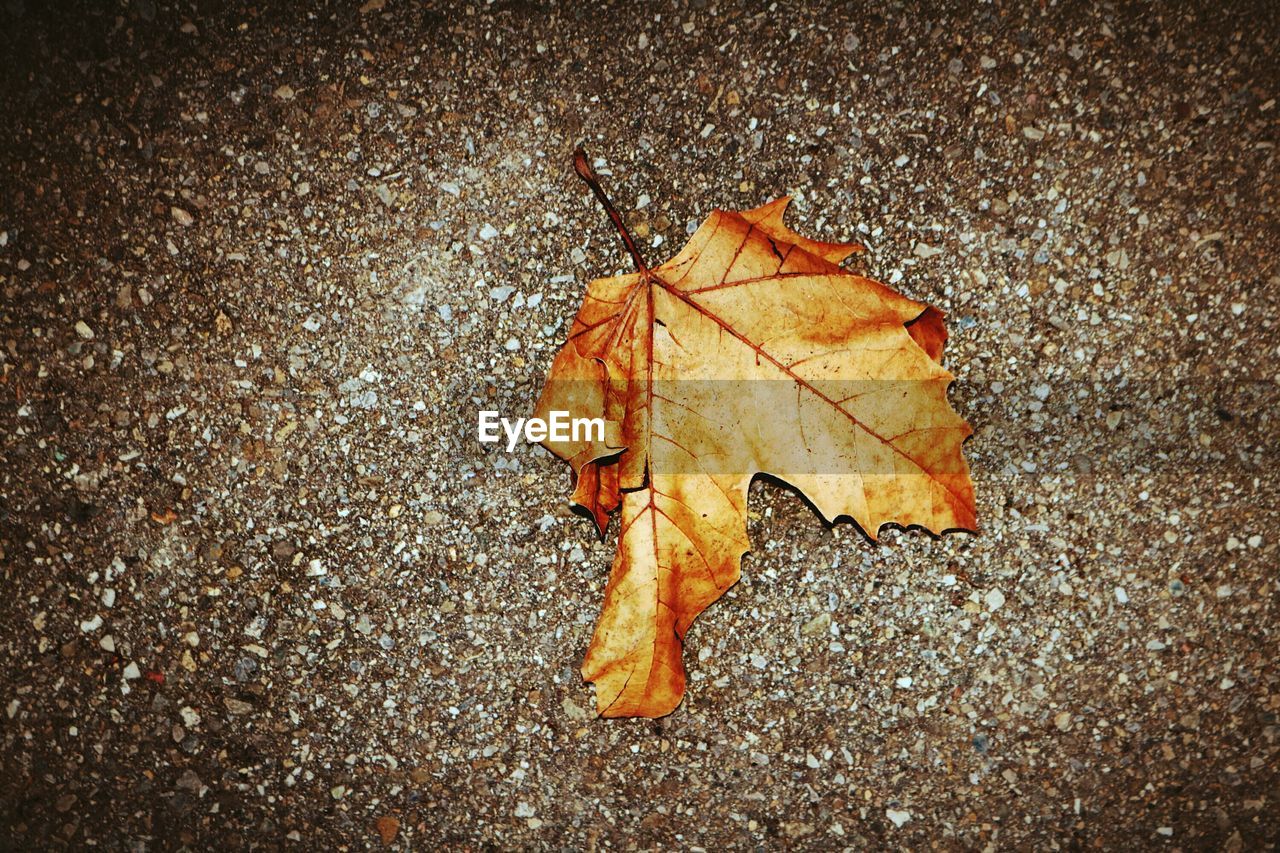 HIGH ANGLE VIEW OF LEAF IN AUTUMN