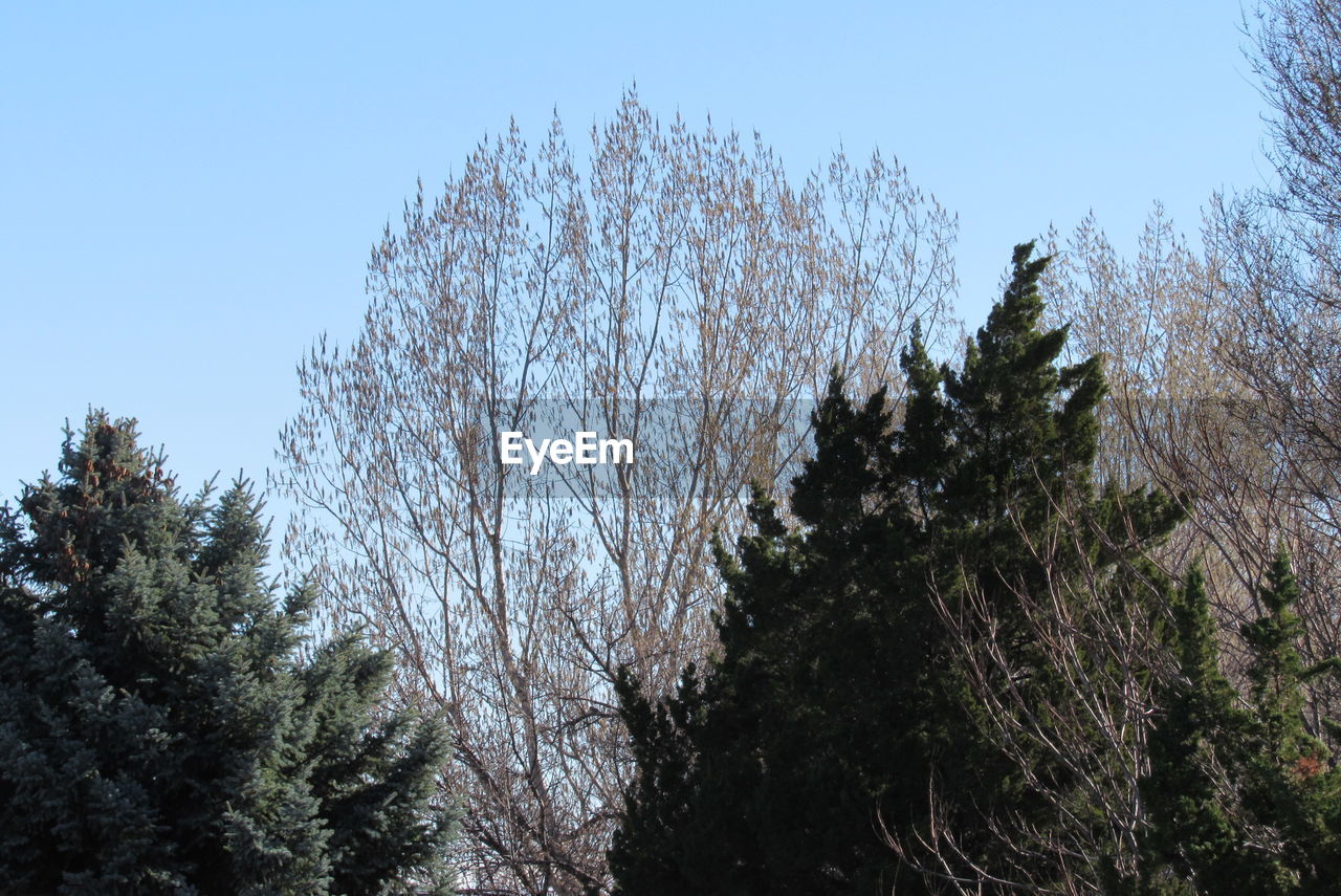 LOW ANGLE VIEW OF TREES AGAINST SKY