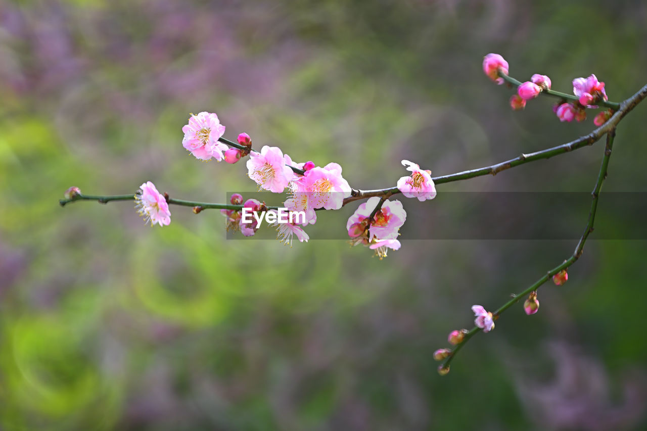 plant, flower, flowering plant, pink, freshness, beauty in nature, nature, springtime, fragility, blossom, tree, branch, growth, produce, close-up, focus on foreground, no people, flower head, outdoors, petal, inflorescence, food and drink, day, food, macro photography, cherry blossom, fruit, twig, botany, selective focus, tranquility, environment