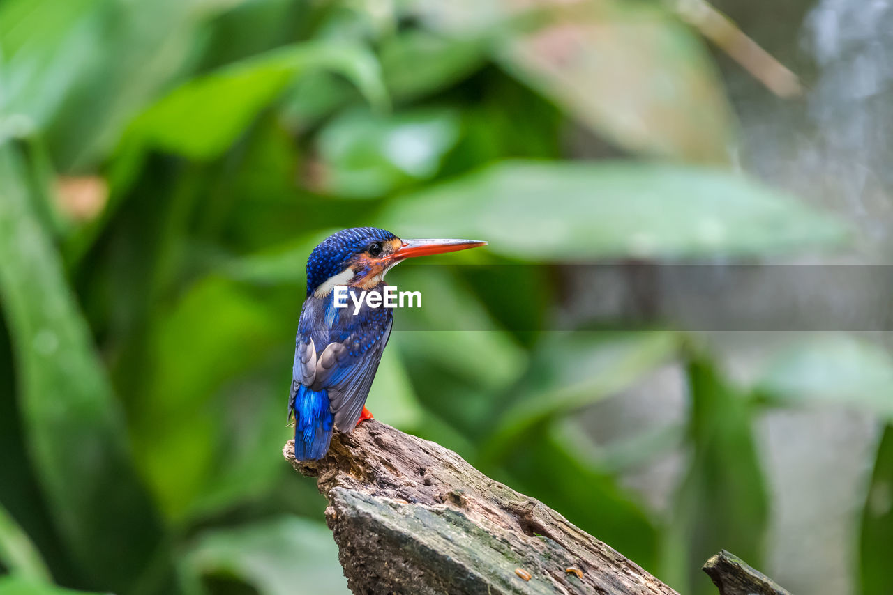 Blue-eared kingfisher perched and resting	