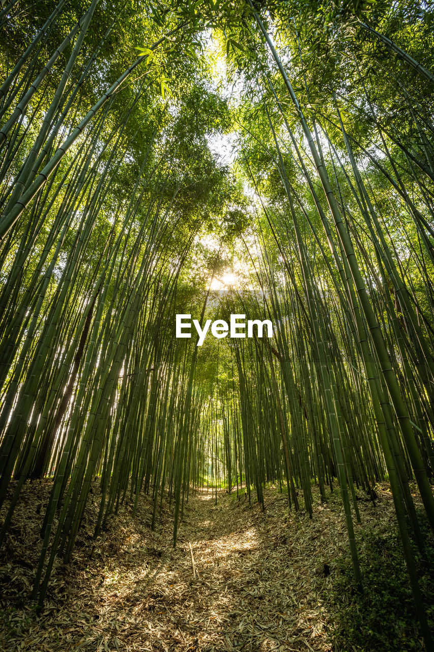 BAMBOO TREES IN FOREST