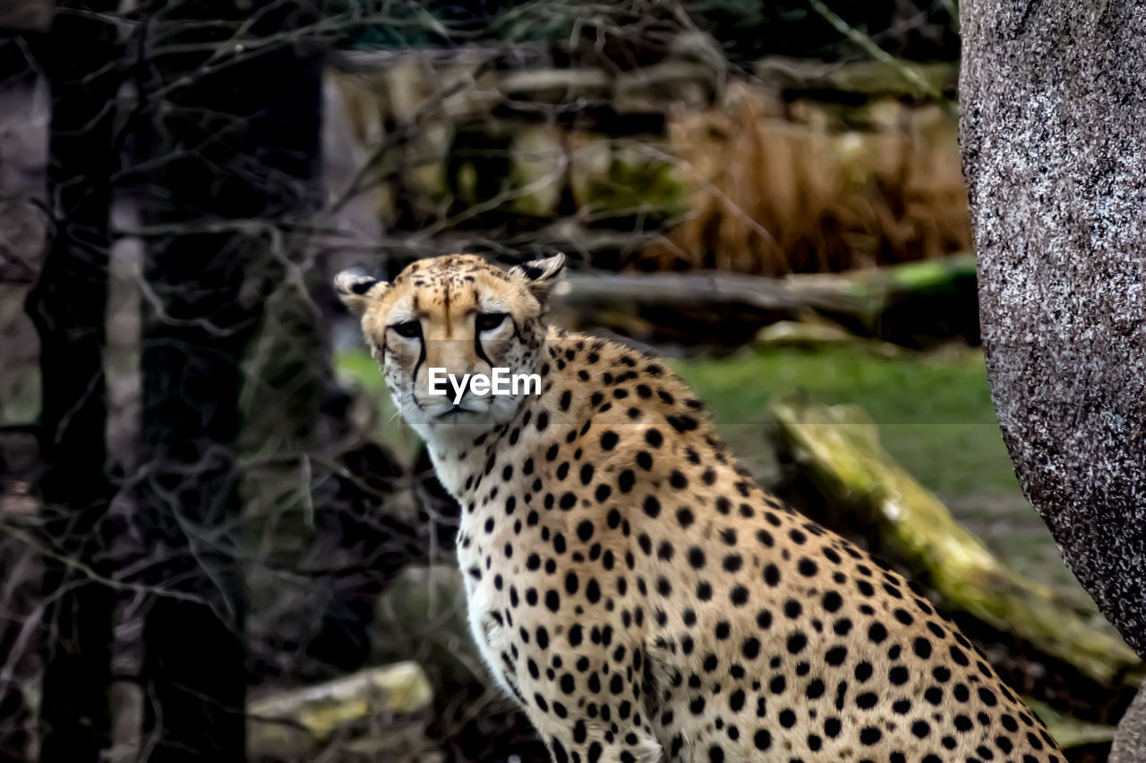 View of a cat on land