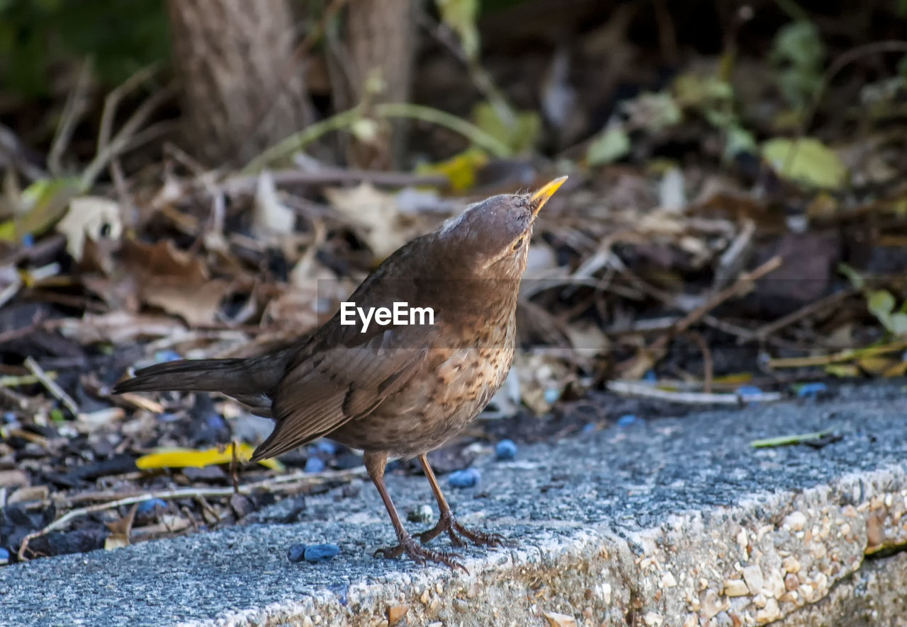 CLOSE-UP OF BIRD ON FIELD