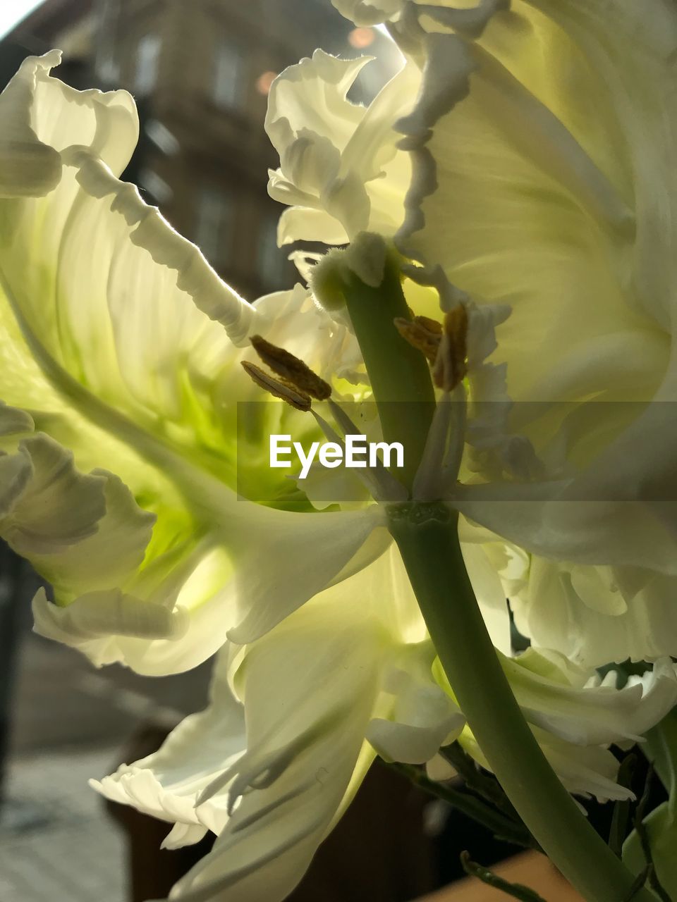 CLOSE-UP OF FRESH WHITE FLOWERS BLOOMING IN PLANT