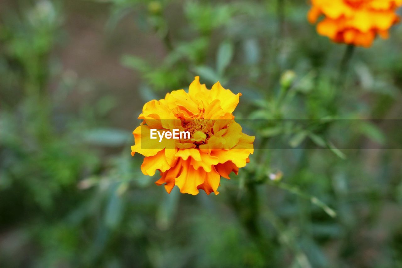 CLOSE-UP OF MARIGOLD FLOWER BLOOMING OUTDOORS