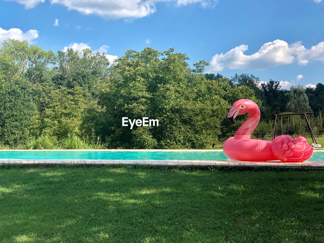 View of flamingo on pool against trees