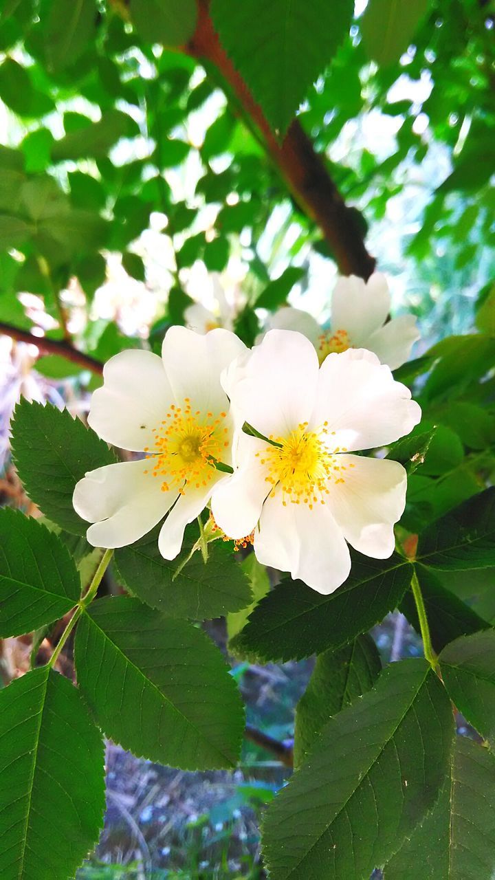 CLOSE-UP OF FRESH WHITE FLOWERS BLOOMING IN TREE