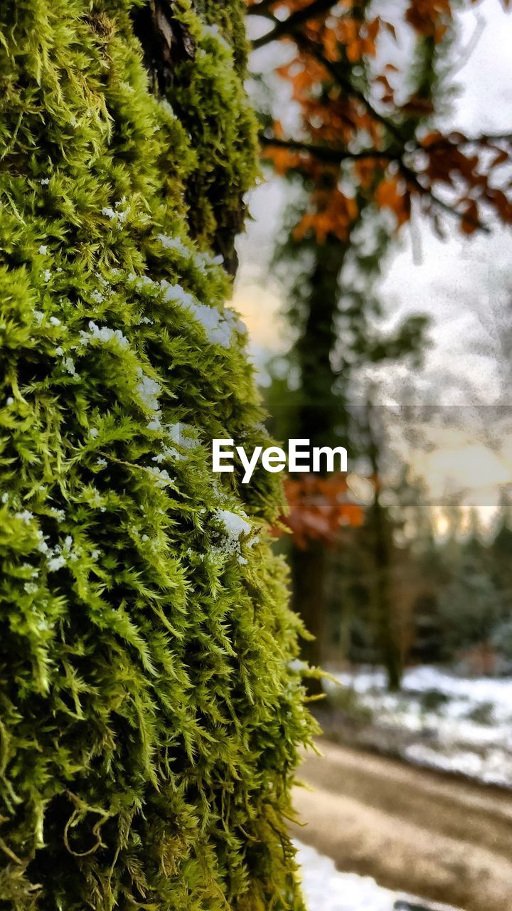 CLOSE-UP OF FRESH GREEN PLANTS