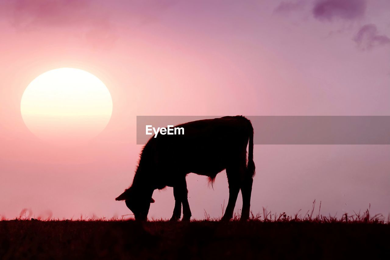 animal, animal themes, mammal, sunset, silhouette, sky, animal wildlife, nature, domestic animals, wildlife, landscape, one animal, no people, environment, beauty in nature, sun, dusk, livestock, grass, plant, back lit, side view, savanna, agriculture, grassland, full length, outdoors, pink, twilight, field, cloud, plain, grazing, rural scene, standing, horizon, evening, land