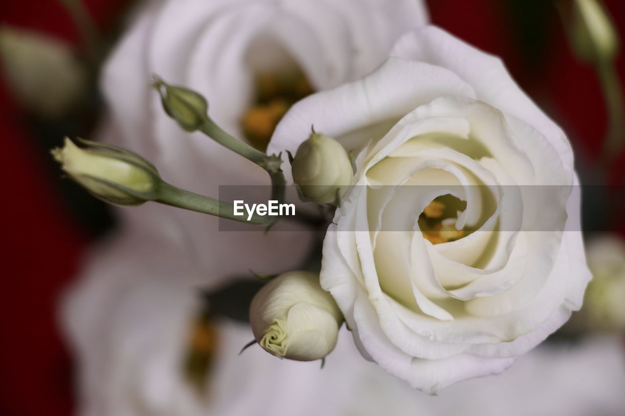 Close-up of white rose