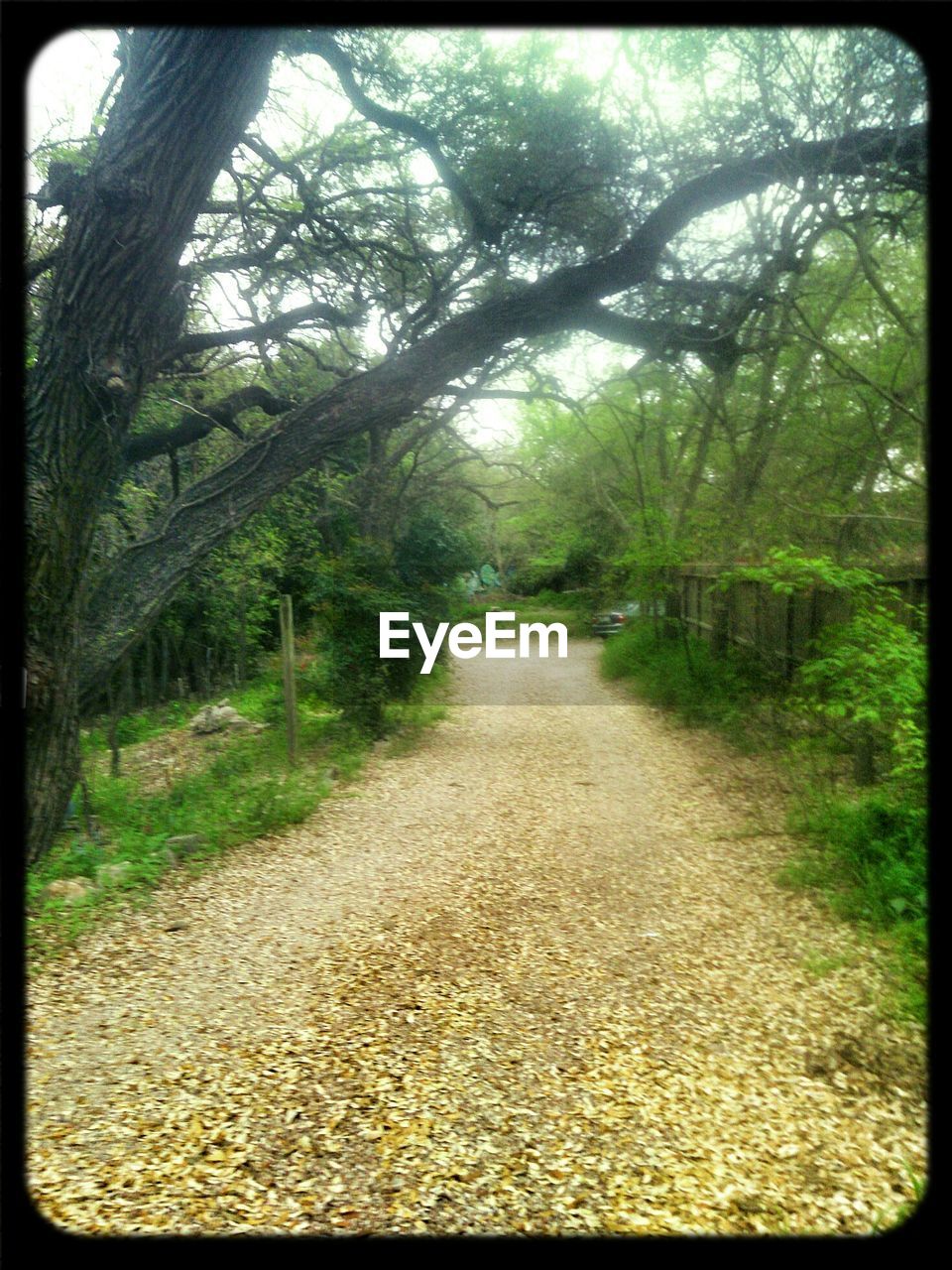 VIEW OF FOREST