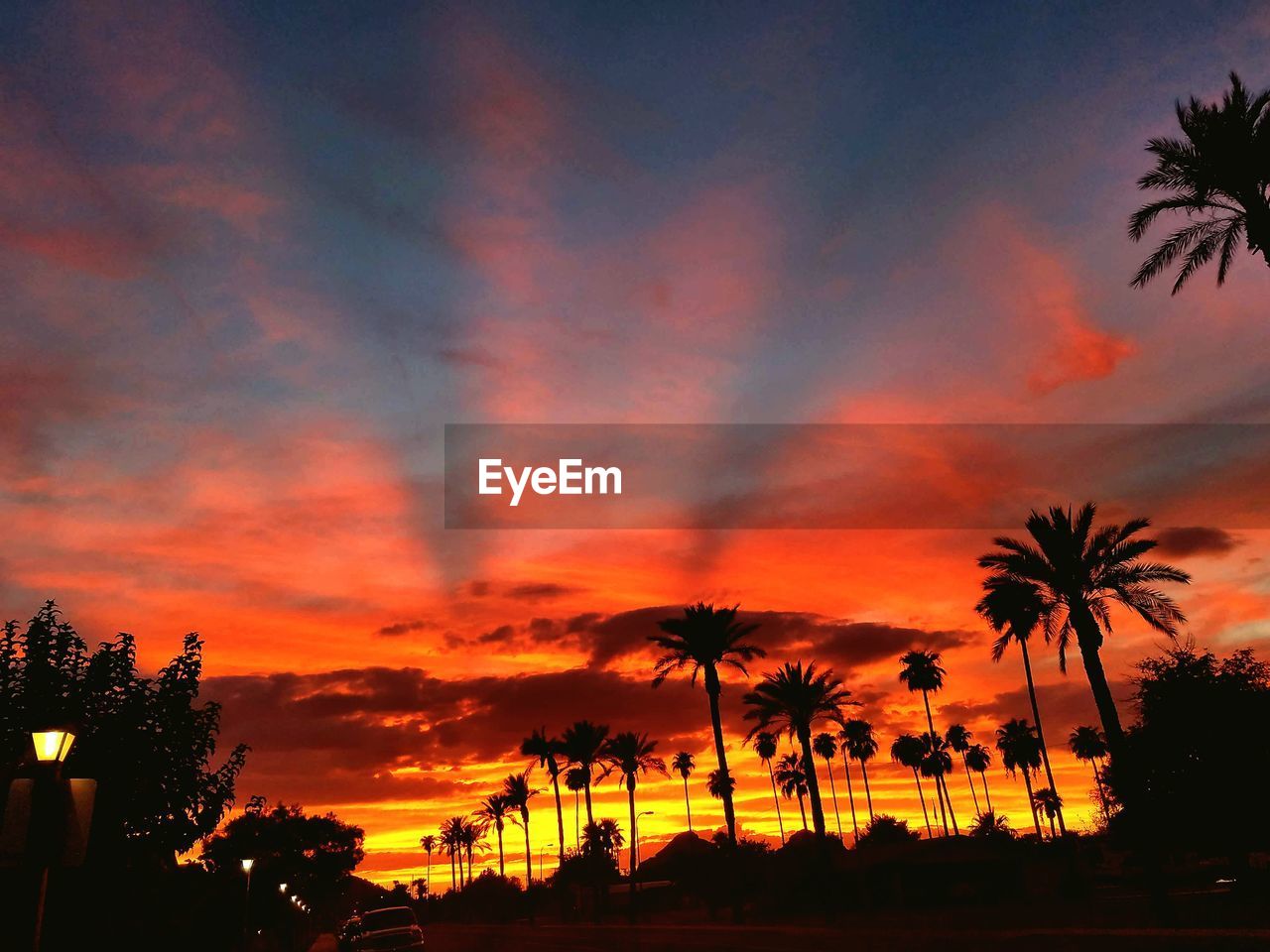 Silhouette of palm trees against dramatic sky