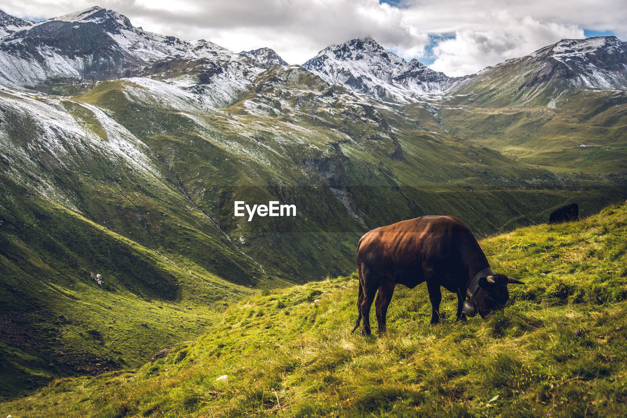 View of a cow on a meadow against snow covered mountains 