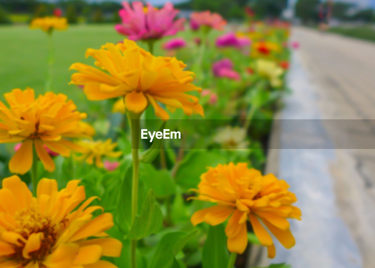 CLOSE-UP OF YELLOW FLOWER