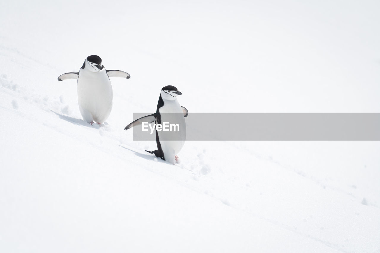 bird, penguin, snow, animal themes, cold temperature, animal, animal wildlife, wildlife, winter, group of animals, nature, white, no people, copy space, two animals, environment, togetherness, full length, frozen, day, beauty in nature, outdoors
