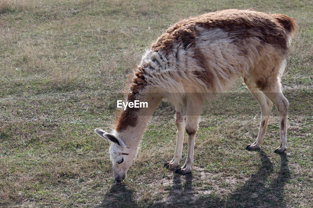 Lama grazing in a field