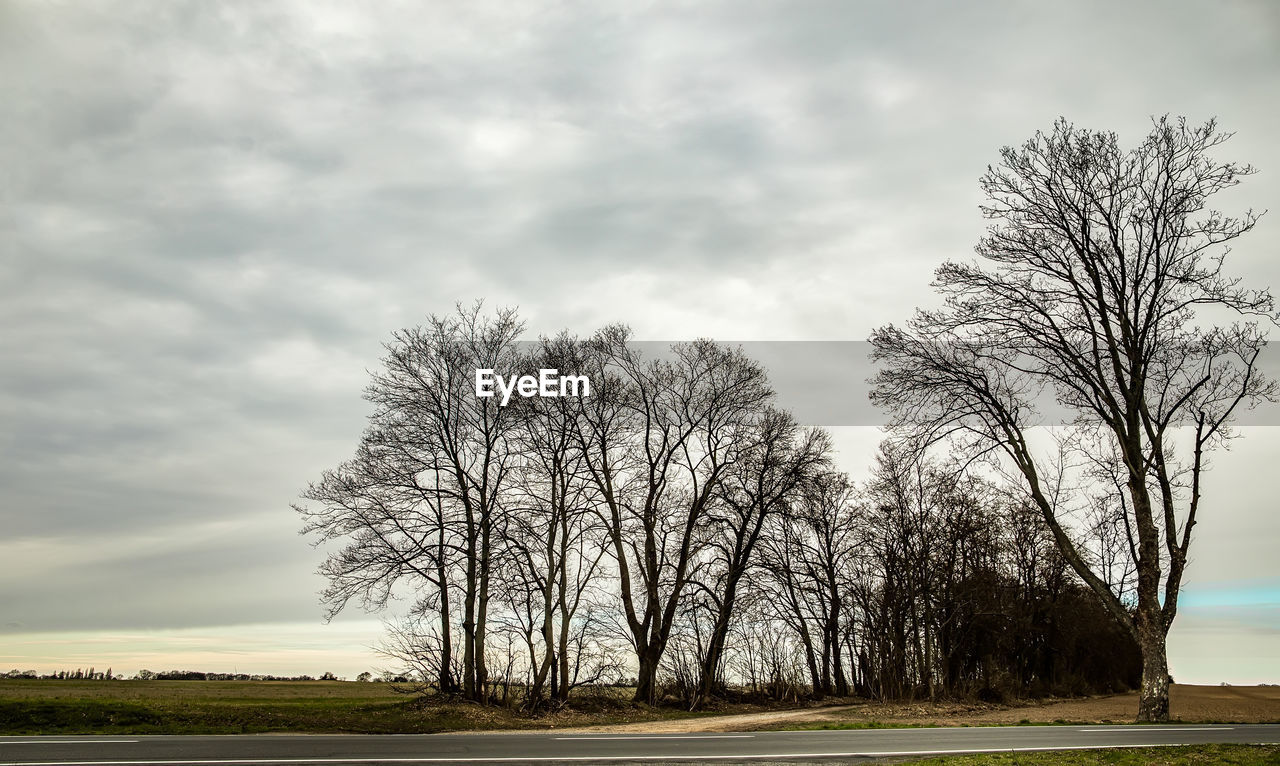 VIEW OF BARE TREES ON FIELD