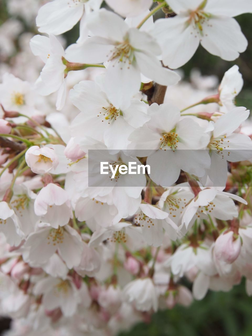 CLOSE-UP OF CHERRY BLOSSOMS