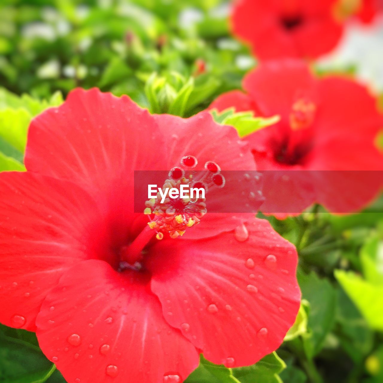 Close-up of red hibiscus blooming at park