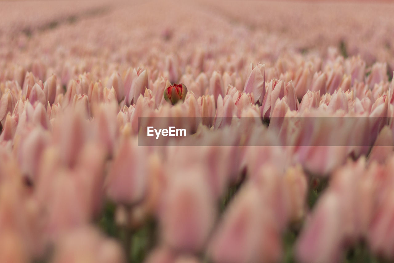 Close-up of pink flowers on field