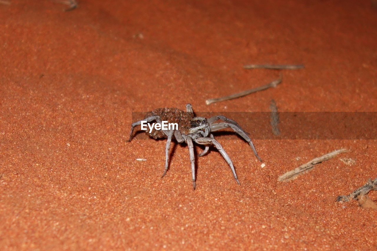 HIGH ANGLE VIEW OF INSECT