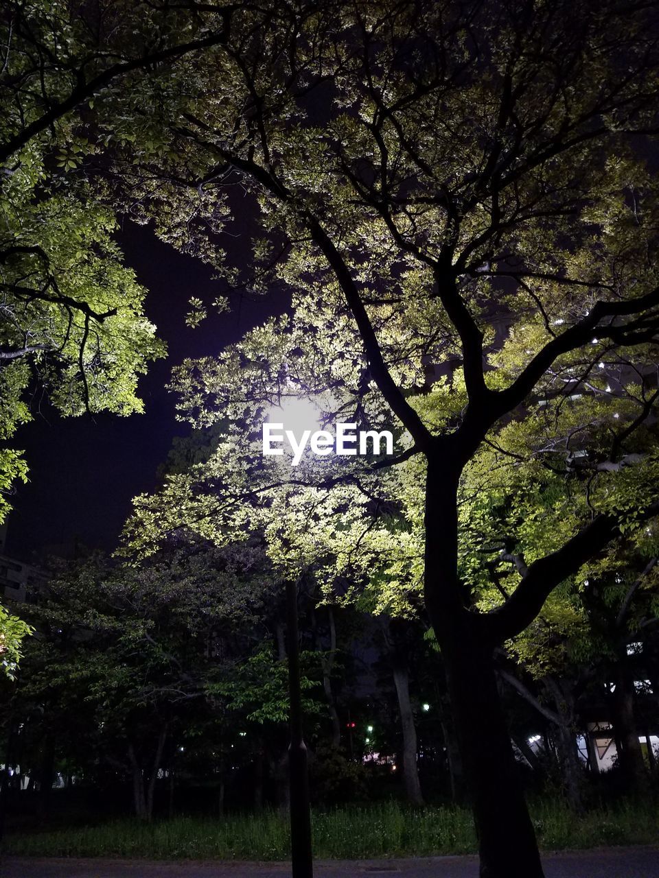 LOW ANGLE VIEW OF TREE AGAINST SKY