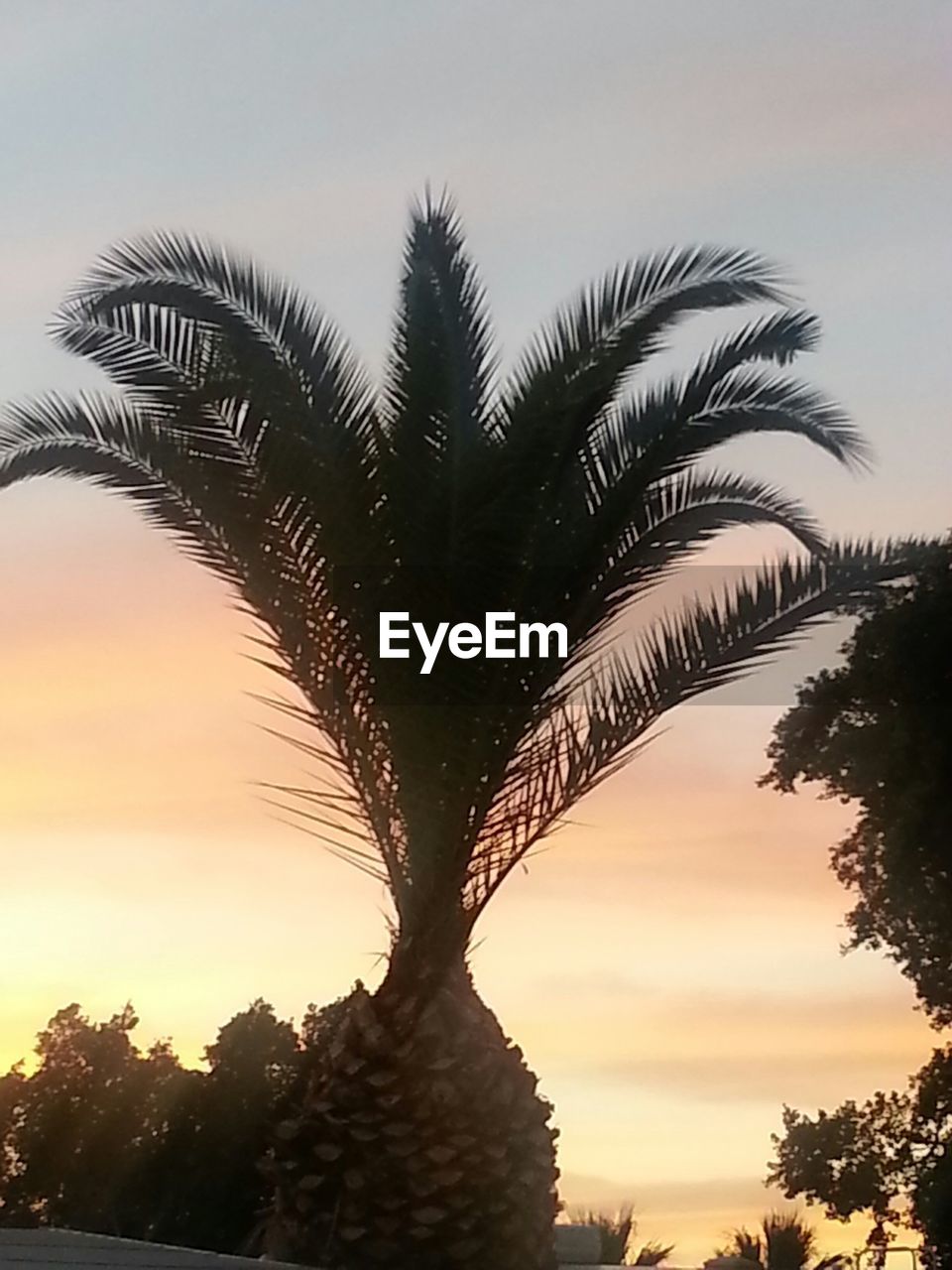 LOW ANGLE VIEW OF PALM TREES AGAINST SKY AT SUNSET