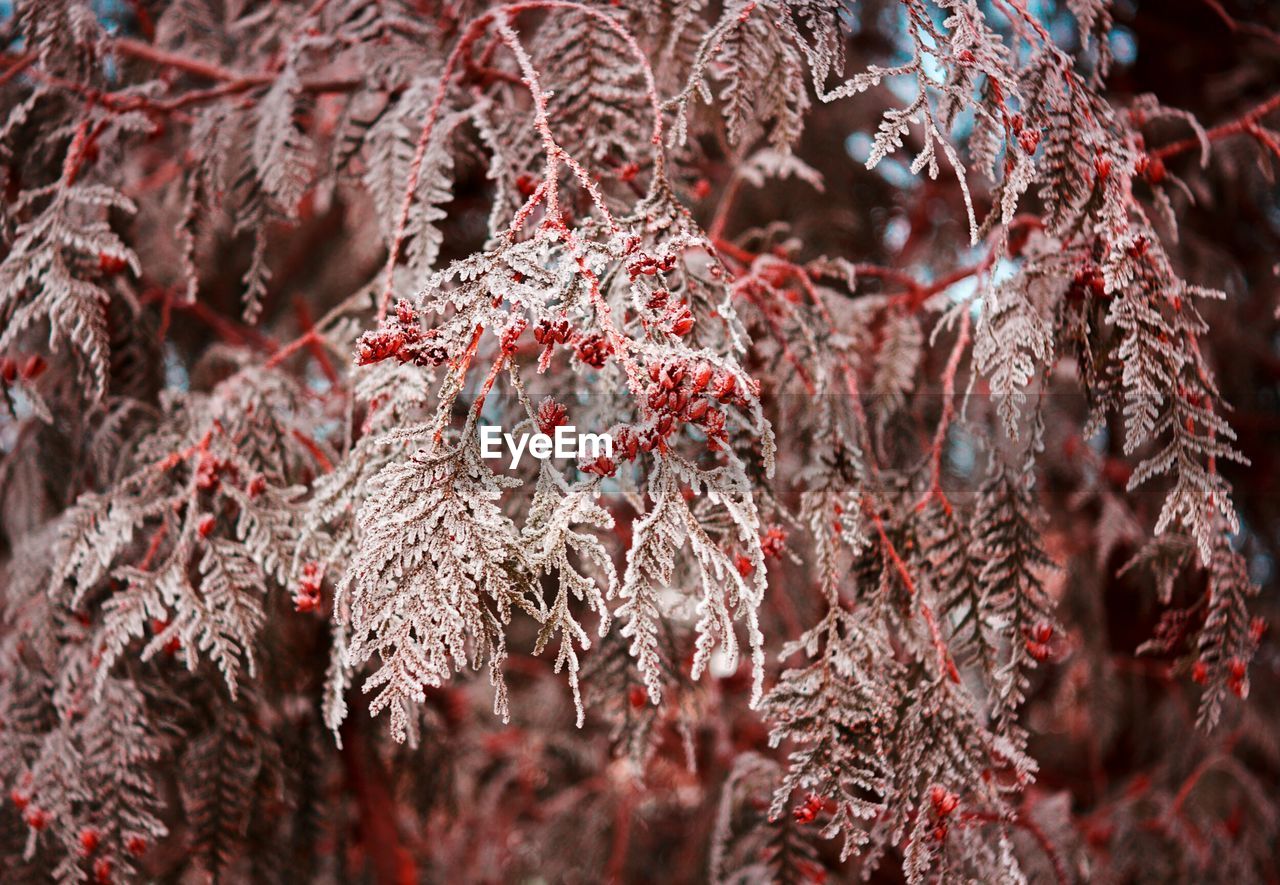 Close up of red leaves