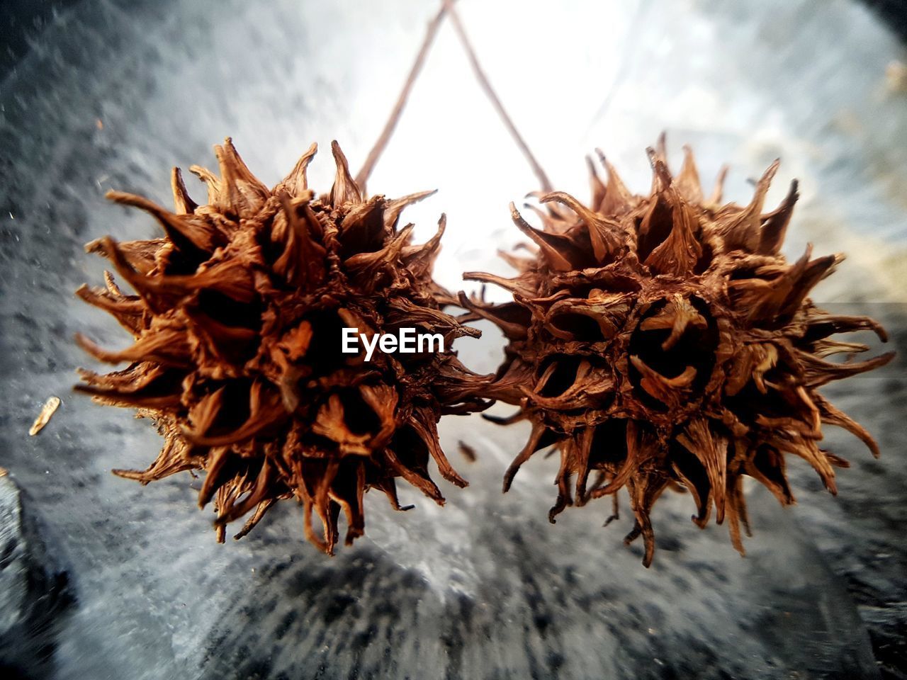 CLOSE-UP OF DRIED LEAVES ON PLANT